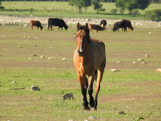 Obraz premium horse and foal