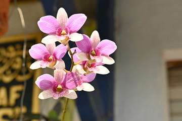 Orchid flower ( Orchidaceae ) blooms in the park