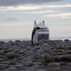 Fototapeta na wymiar King Penguin (Aptenodytes patagonicus) with a cruise ship in the background, South Georgia Island, Antarctica. Squar Composition.