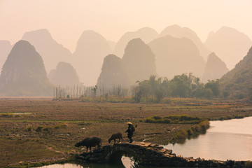 Chinese traditional living habits, traveling in Guilin, China, a farmer is plowing the land.