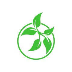 Plant leaf illustration