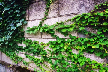つる植物と壁_Creeper Plants Growing on  Concrete  wall