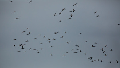 Birds in flight. Flock of cranes flying to warm lands in autumn cloudy sky