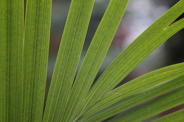 Fototapeta premium pointy leaves close up with pattern and bokeh background