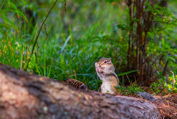 Naklejka na ściany i meble A small striped Chipmunk eats pine nuts from a cone with a mouthful of nuts. Rodent nutrition in the wild