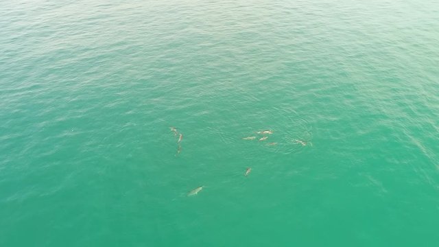 a large group of dolphins swim and jump in the wild. drone video. dolphin family aerial view. wild world. Open ocean lifestyle. High quality FullHD footage 60p frames