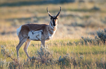 Pronghorn in the wild