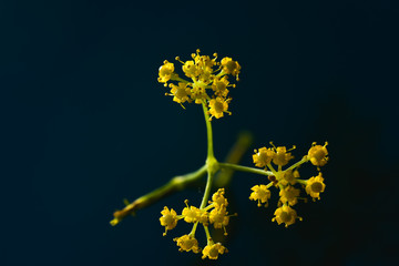 Proffesional Studio Macro close up photograph of tinny Yellow Dill plant flowers