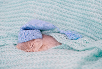 A small purple kitten is lying on a blue knitted background and sleeping. Postcard for the holiday concept