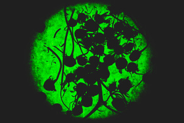 abstract portrait of silhouettes of dry chamomile plants and flowers on bright green neon background