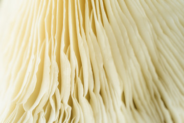 Extreme Macro Close up of edible mushrooms details texture