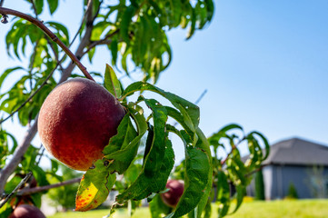 Ripe peach on tree branch and leaves with a blurred urban setting in the background