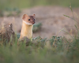 Long tailed weasel in the Canadian prairies