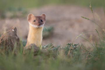 Long tailed weasel in the Canadian prairies