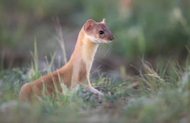 Long tailed weasel in the Canadian prairies
