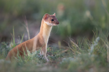 Long tailed weasel in the Canadian prairies