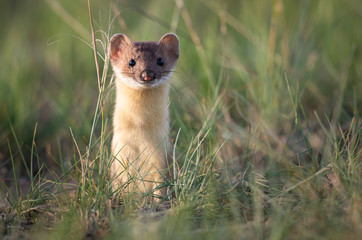 Naklejka na ściany i meble Long tailed weasel in the Canadian prairies