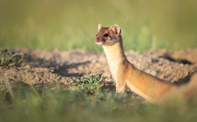 Long tailed weasel in the Canadian prairies
