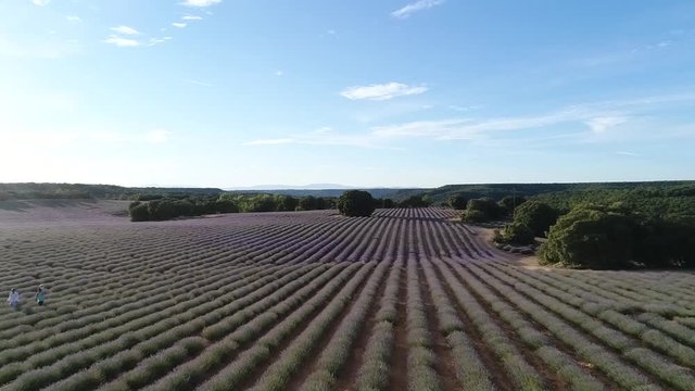 CAMPOS DE  LAVANDA EN FLORACION BRIHUEGA  ESPA&Ntilde;A