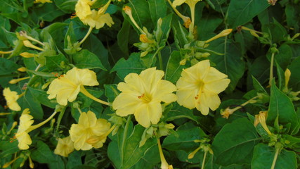 Obraz premium yellow flowers in spring