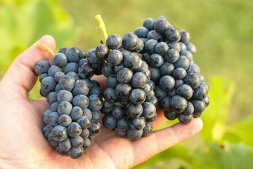 Bunches of freshly harvested black grapes in hand against green blurry background on the sunset at golden hour.