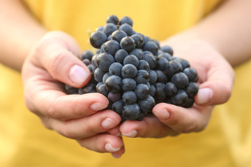 Bunches of red grapes on women's palms against the background of a yellow T-shirt. Wine harvesting process