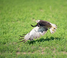 Hawk in the Canadian prairies