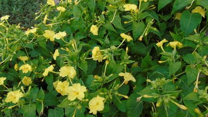 yellow flowers in the garden