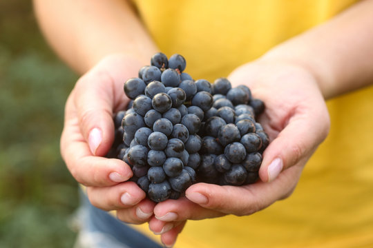 Female hands hold bunches of freshly harvested grapes in the vineyard