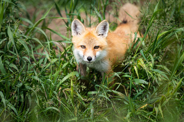 Red fox kit in the wild