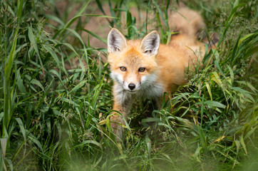 Red fox kit in the wild