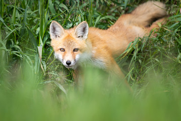 Red fox kit in the wild