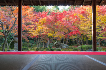 The fall foliage in Kyoto is especially beautiful.