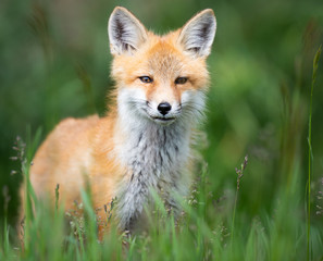 Red fox kit in the wild