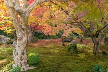 The fall foliage in Kyoto is especially beautiful.