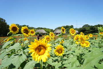 Fototapeta premium 向日葵の花