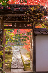 Fototapeta na wymiar The fall foliage in Kyoto is especially beautiful.