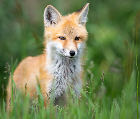 Fototapeta premium Red fox kit in the wild