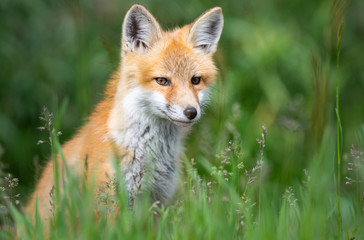 Red fox kit in the wild