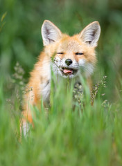 Red fox kit in the wild