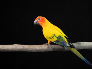 Sun Conure or sun parakeet (Aratinga solstitialis) parrot bird perching on branch with black background.