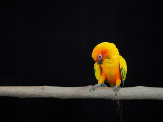 Sun Conure or sun parakeet (Aratinga solstitialis) parrot bird cleaning feather on branch with black background.