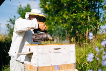 Apiarist in protective white suit and gloves fumigating beehive with bee smoker to calm bees at apiary in bright summer sunny day. Apiarist inspecting beehive among nature.
