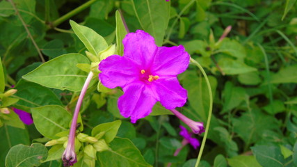 purple and yellow flowers