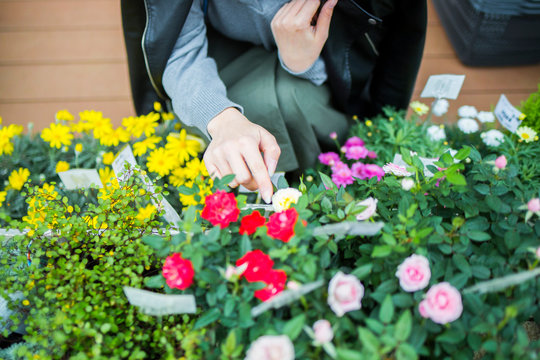 コレクション花屋薔薇 誕生日ライン友達