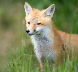Red fox kit in the wild
