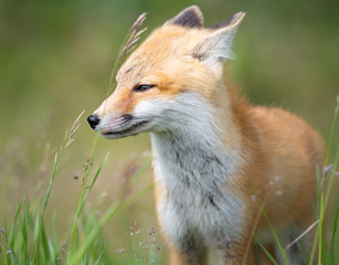 Red fox kit in the wild