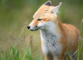 Red fox kit in the wild