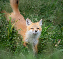 Red fox kit in the wild