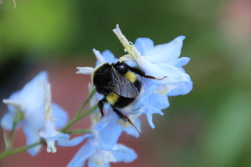 Bee On The Flower, Edmonton, Alberta